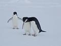 Adelie penguins 14